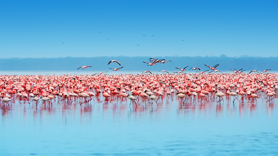 Lake Nakuru National Park