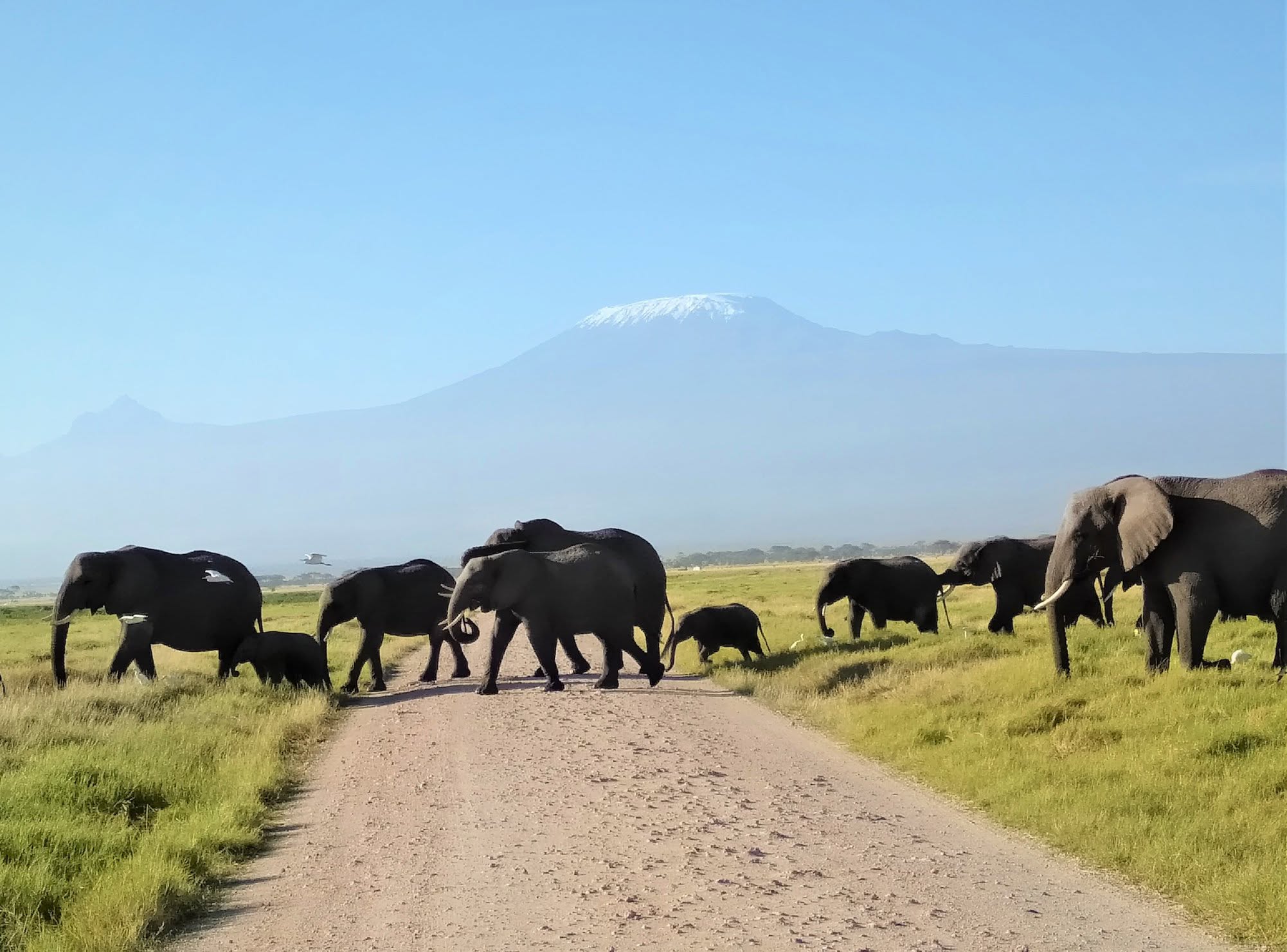 6 Days Amboseli, Lake Nakuru & Masai Mara Safari gallery image 2