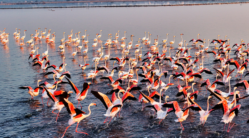 6 Days Amboseli, Lake Nakuru & Masai Mara Safari gallery image 3