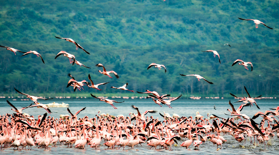 9 Days Amboseli, Lake Nakuru, Lake Bogoria, Masai Mara & Lake Naivasha Safari gallery image 3