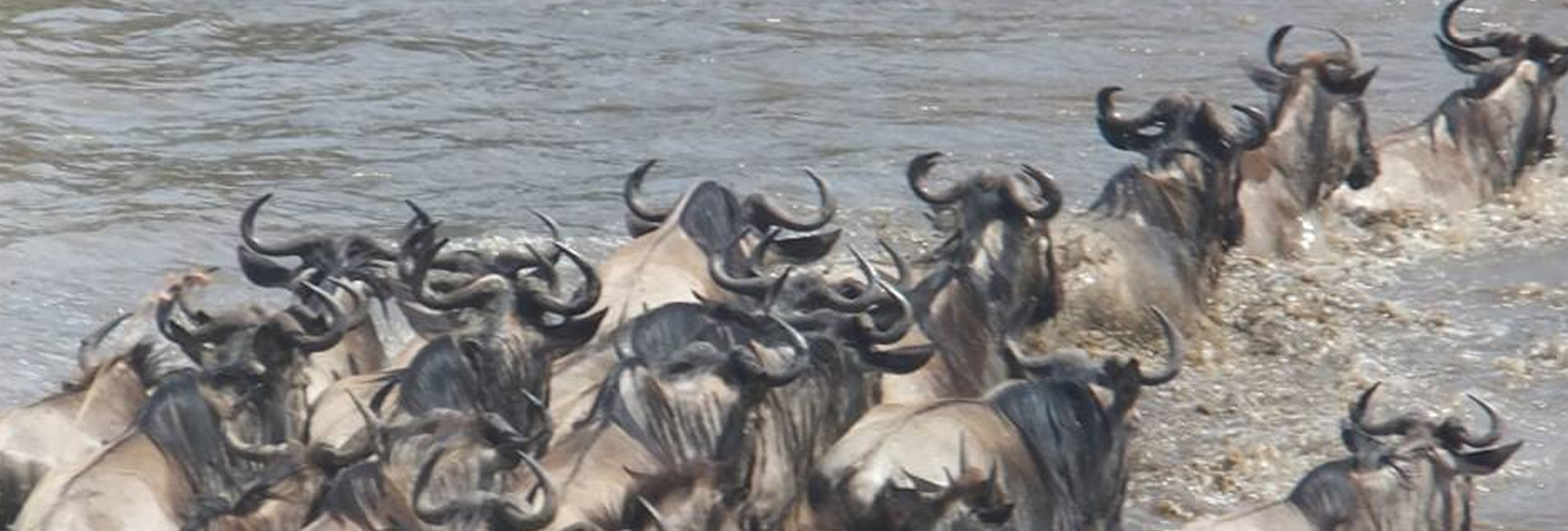 6 Days Amboseli, Lake Nakuru & Masai Mara Safari gallery image 4