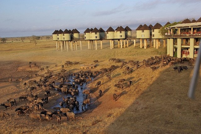 2 Days Taita Hills – Salt Lick Safari gallery image 3