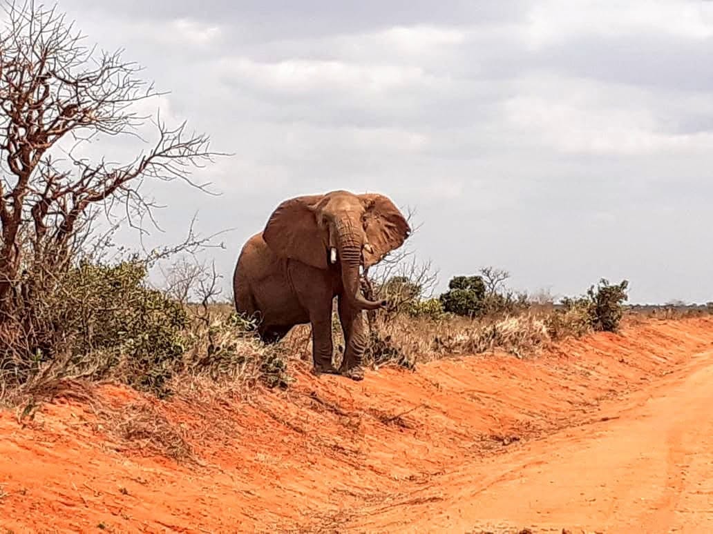 4 Days Lion & Kilimanjaro Trail – Tsavo West, Amboseli & Tsavo East gallery image 4