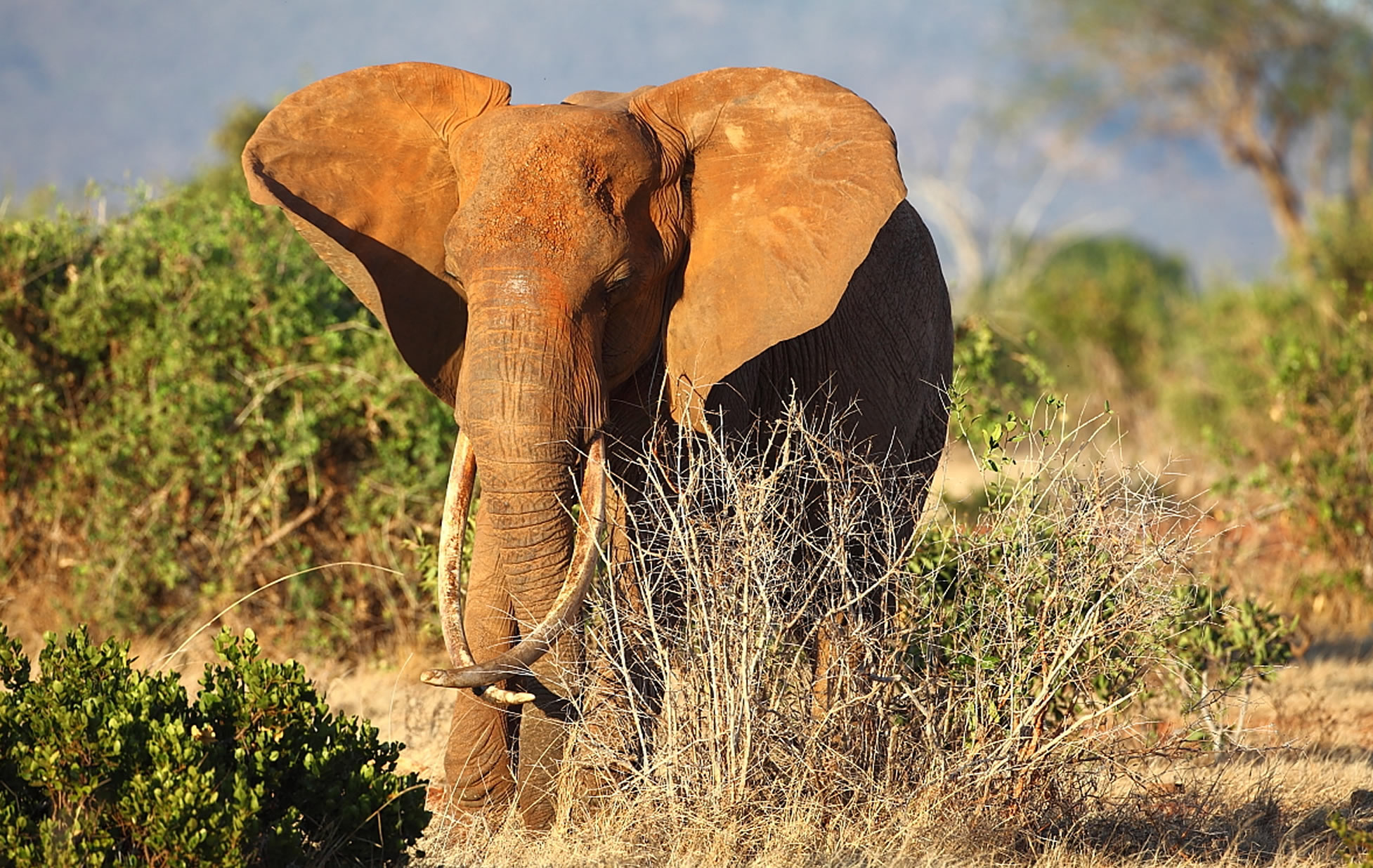 4 Days Lion & Kilimanjaro Trail – Tsavo West, Amboseli & Tsavo East gallery image 2